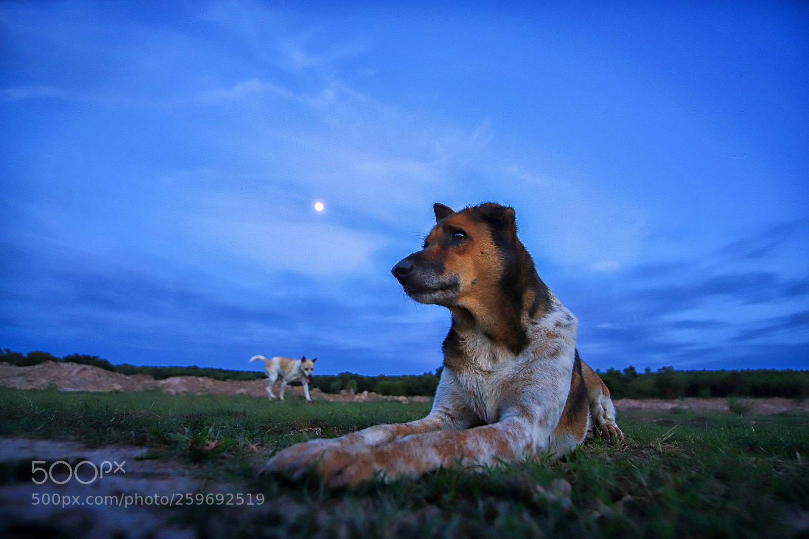 Canon EOS 6D Mark II sample photo. Img photography