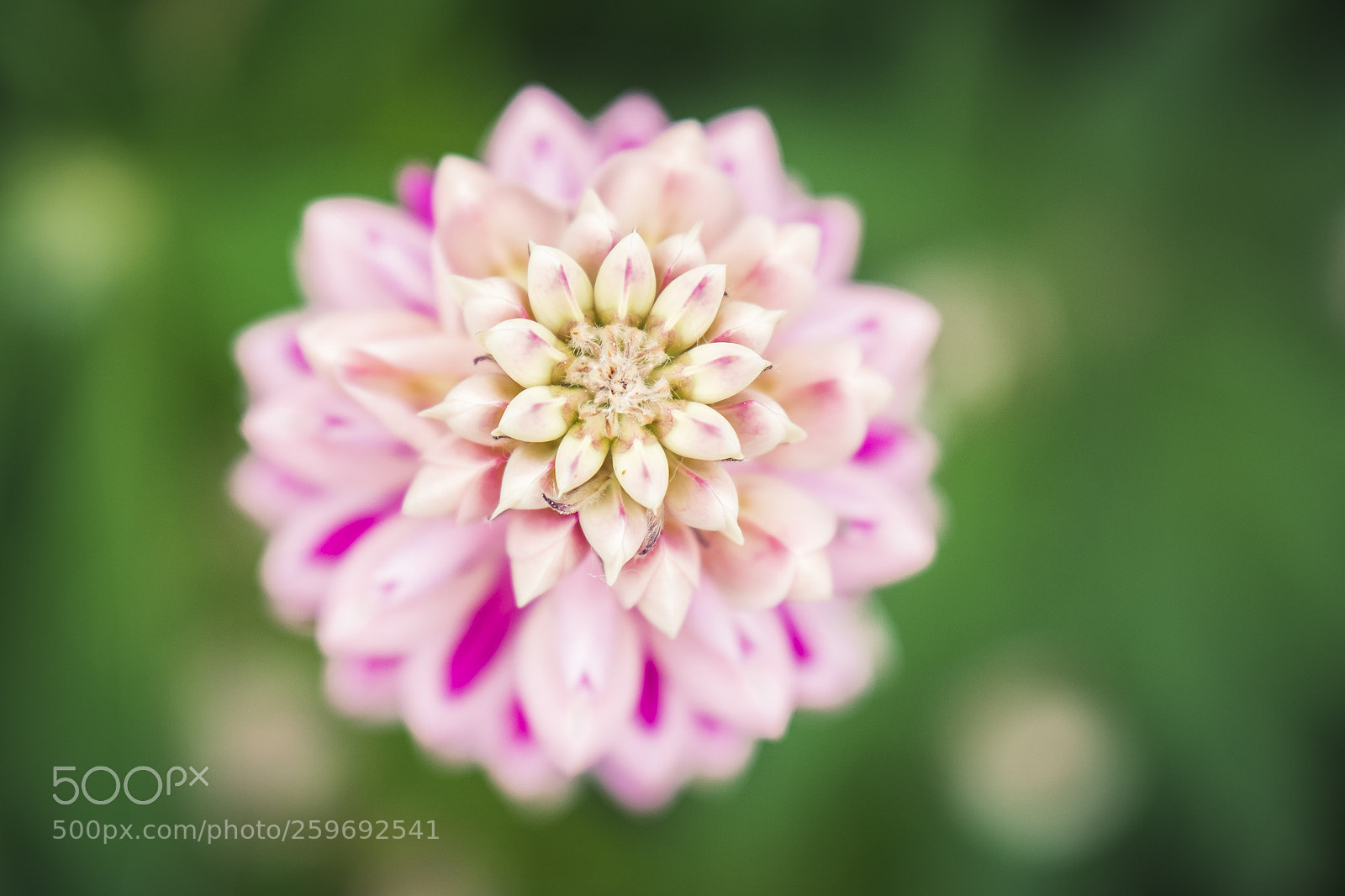Fujifilm X-T2 sample photo. Pink lupine in sammamish photography