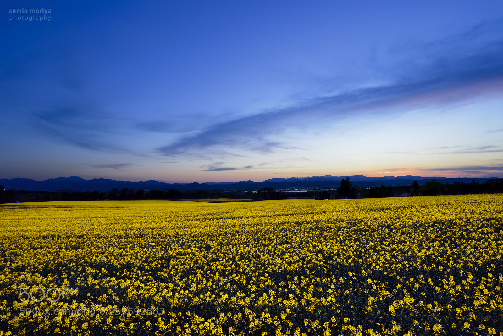 Nikon D750 sample photo. Dusk of canola field photography