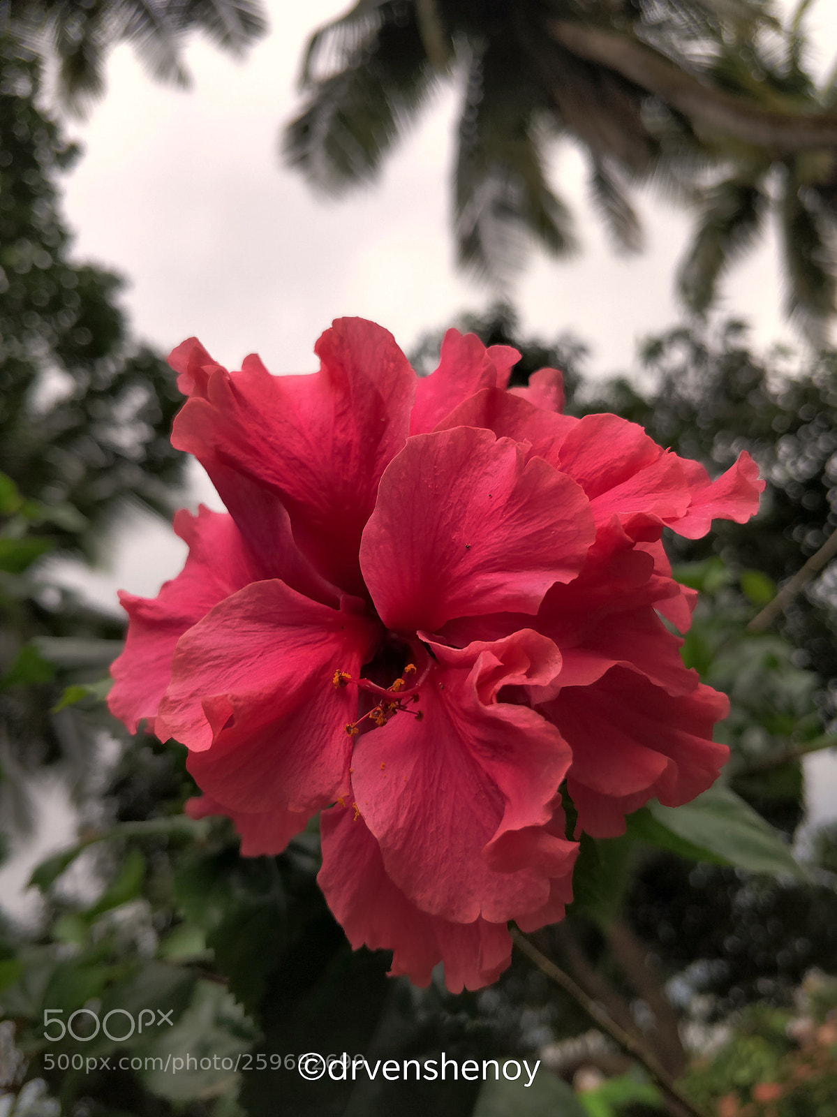 OnePlus 5 sample photo. Hibiscus photography