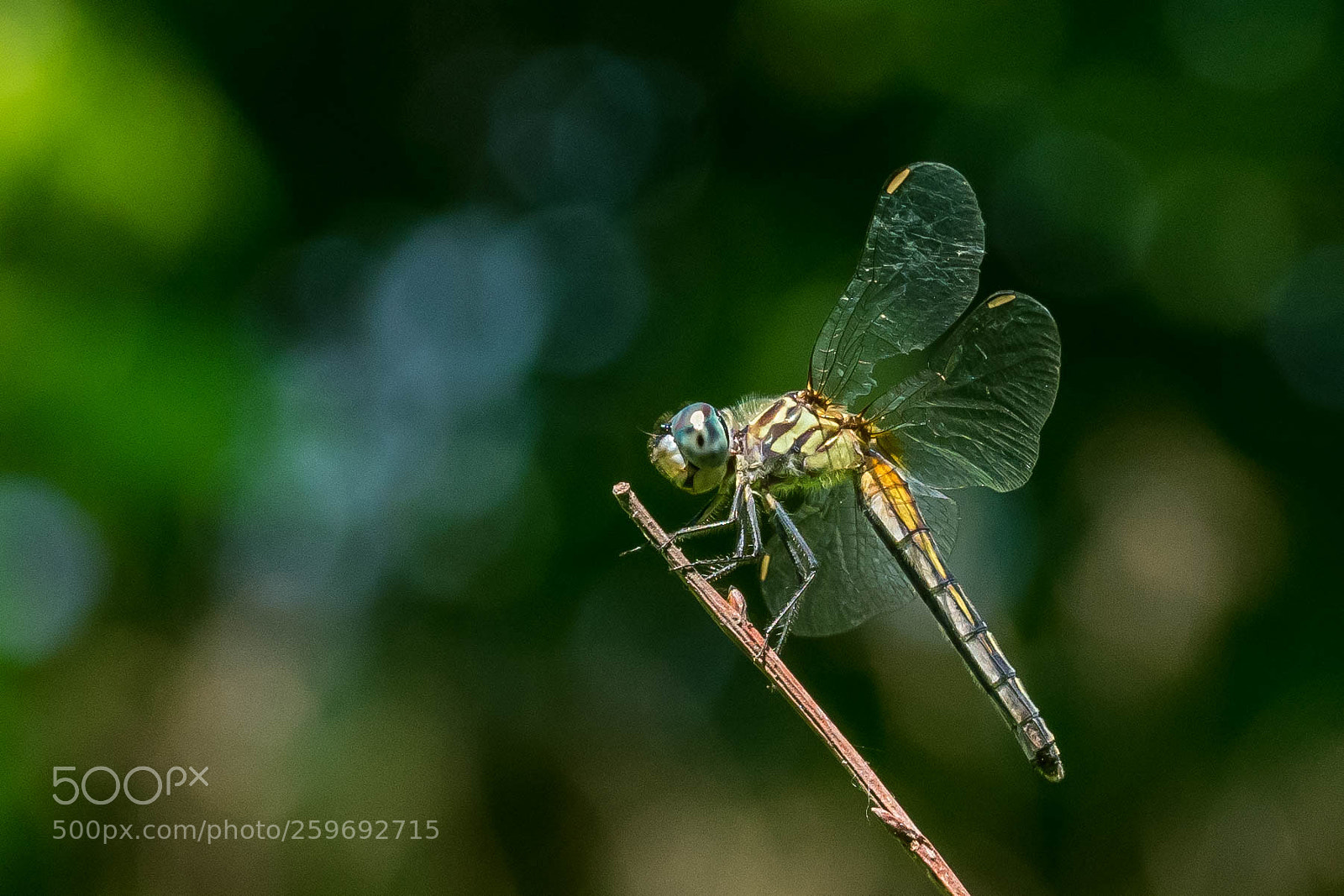 Nikon D3400 sample photo. Dragonfly dreams photography
