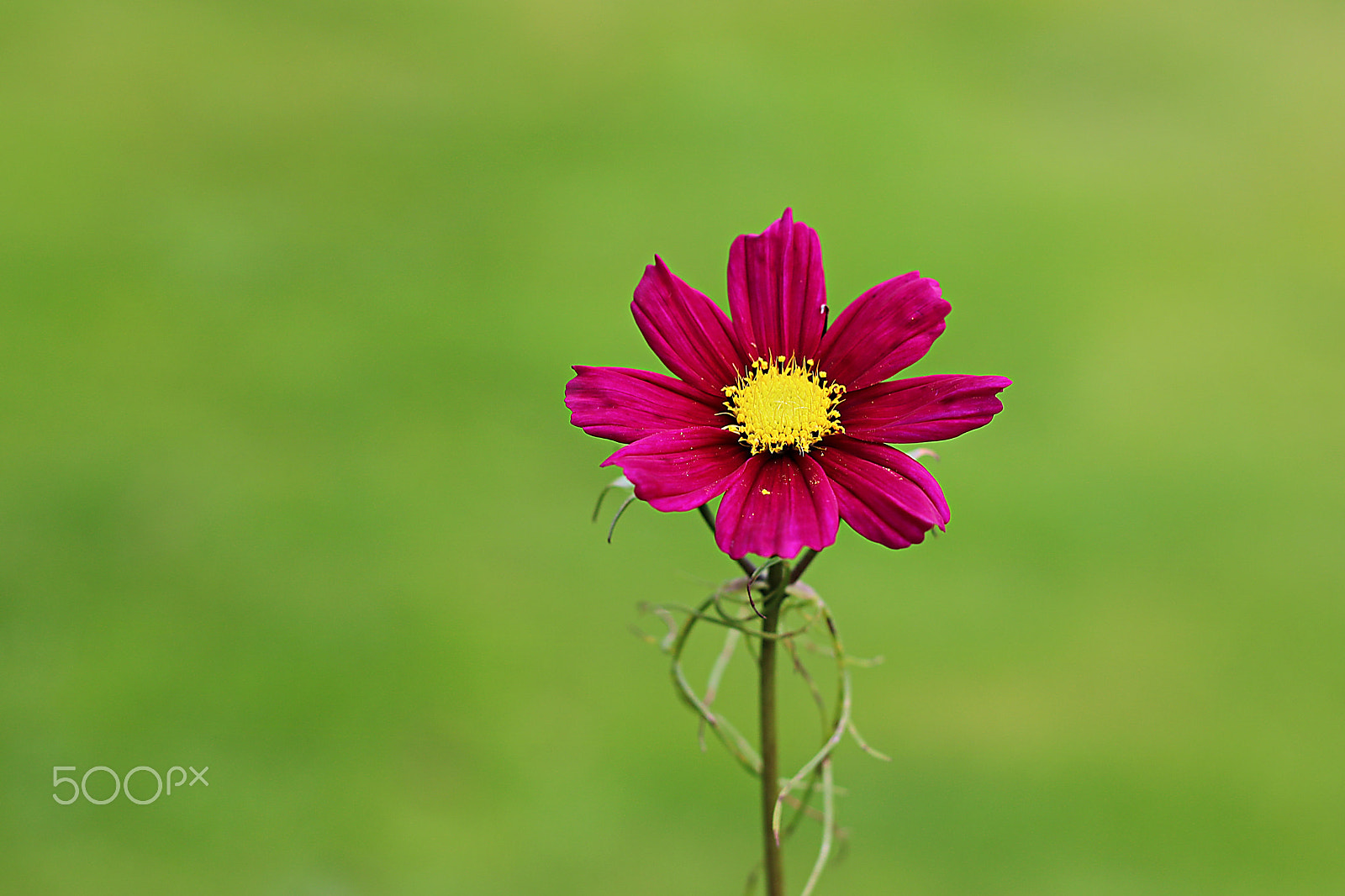 Canon EOS 750D (EOS Rebel T6i / EOS Kiss X8i) + Canon EF 50mm F1.8 II sample photo. Flower in green photography