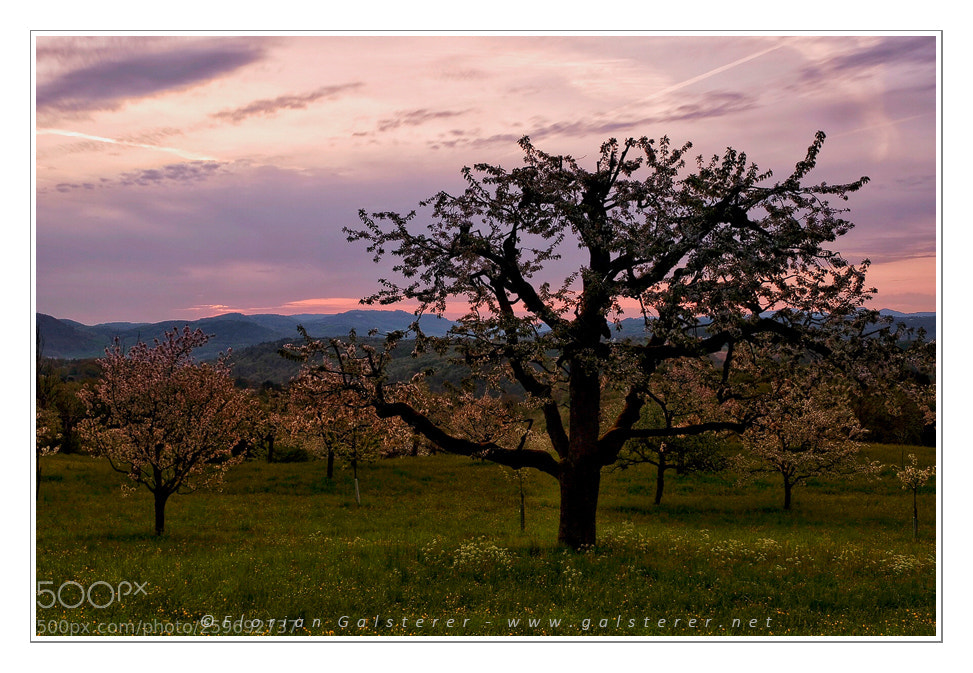 Fujifilm X-T2 sample photo. Kirschbaum photography