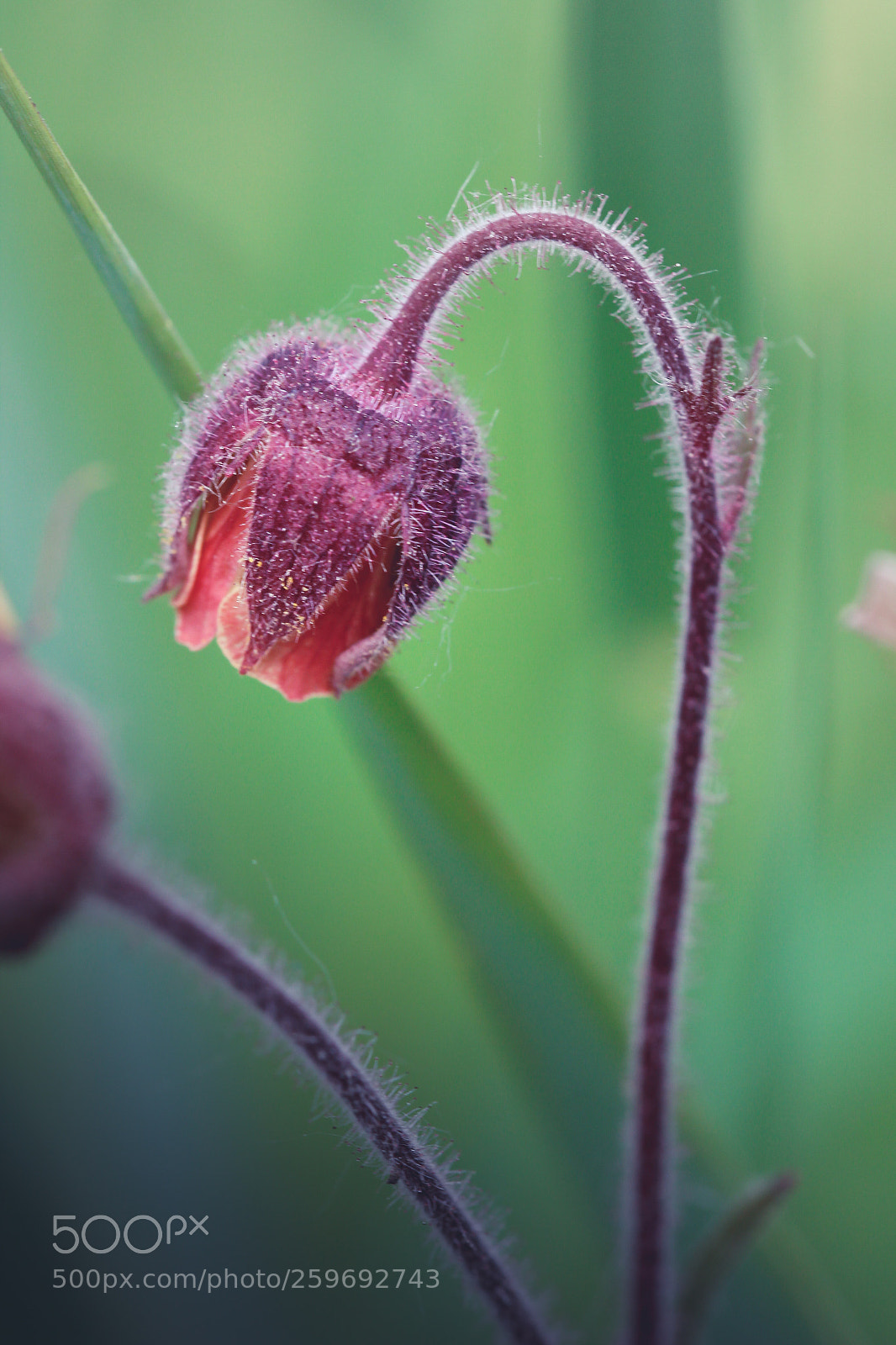 Canon EOS 600D (Rebel EOS T3i / EOS Kiss X5) sample photo. Purple and green photography