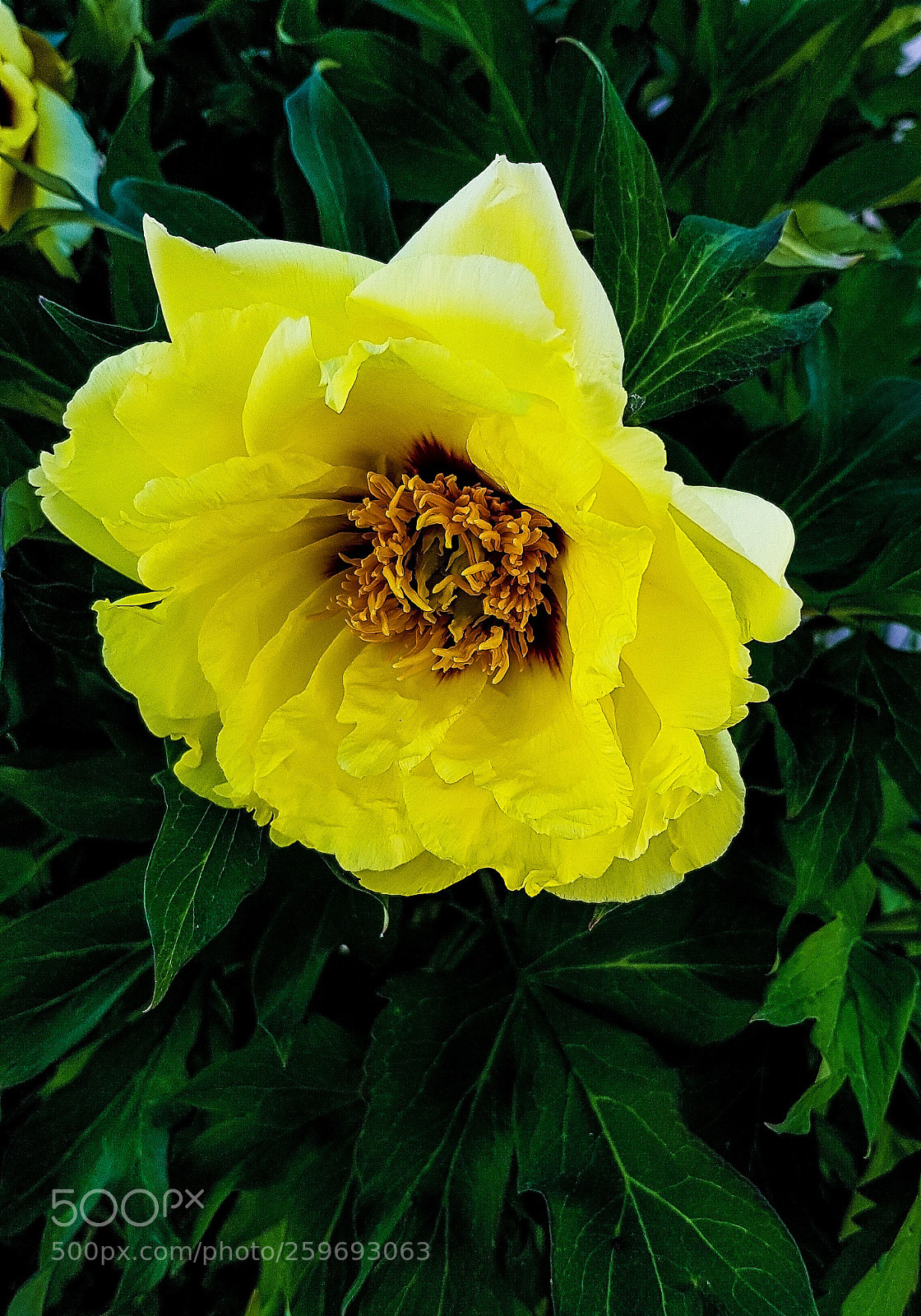 Samsung Galaxy S8 sample photo. A big yellow flower photography