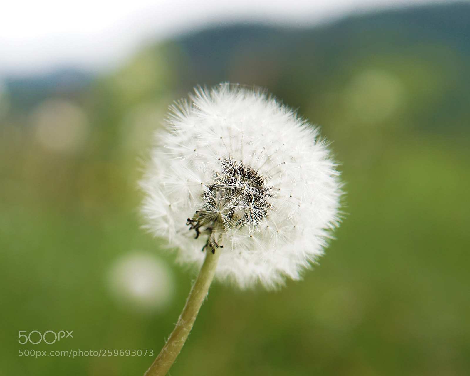 Sony a6000 sample photo. Danedlion bokeh photography