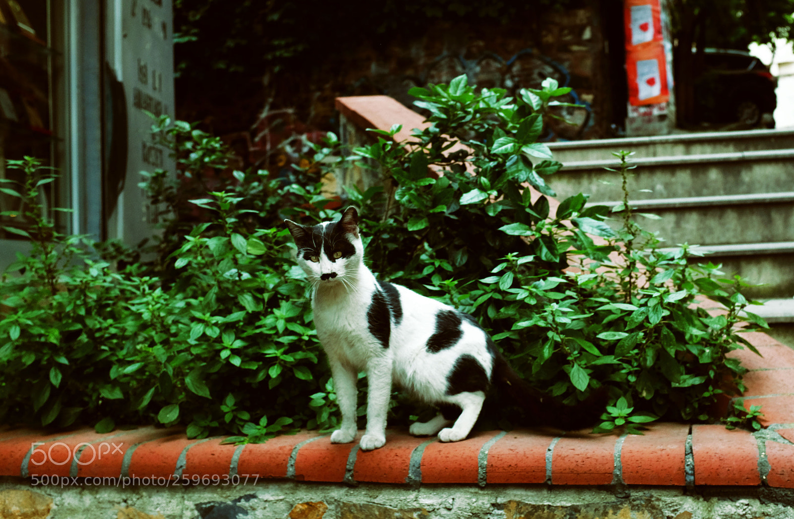 Fujifilm X100T sample photo. Buddy photography