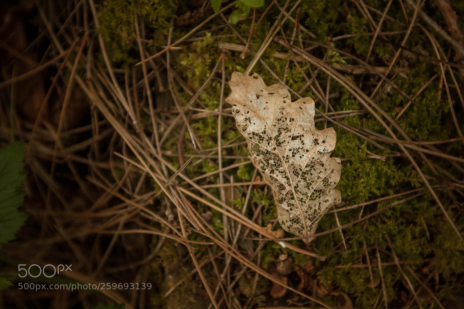 Canon EOS 5D Mark II sample photo. Skeletal leaf photography