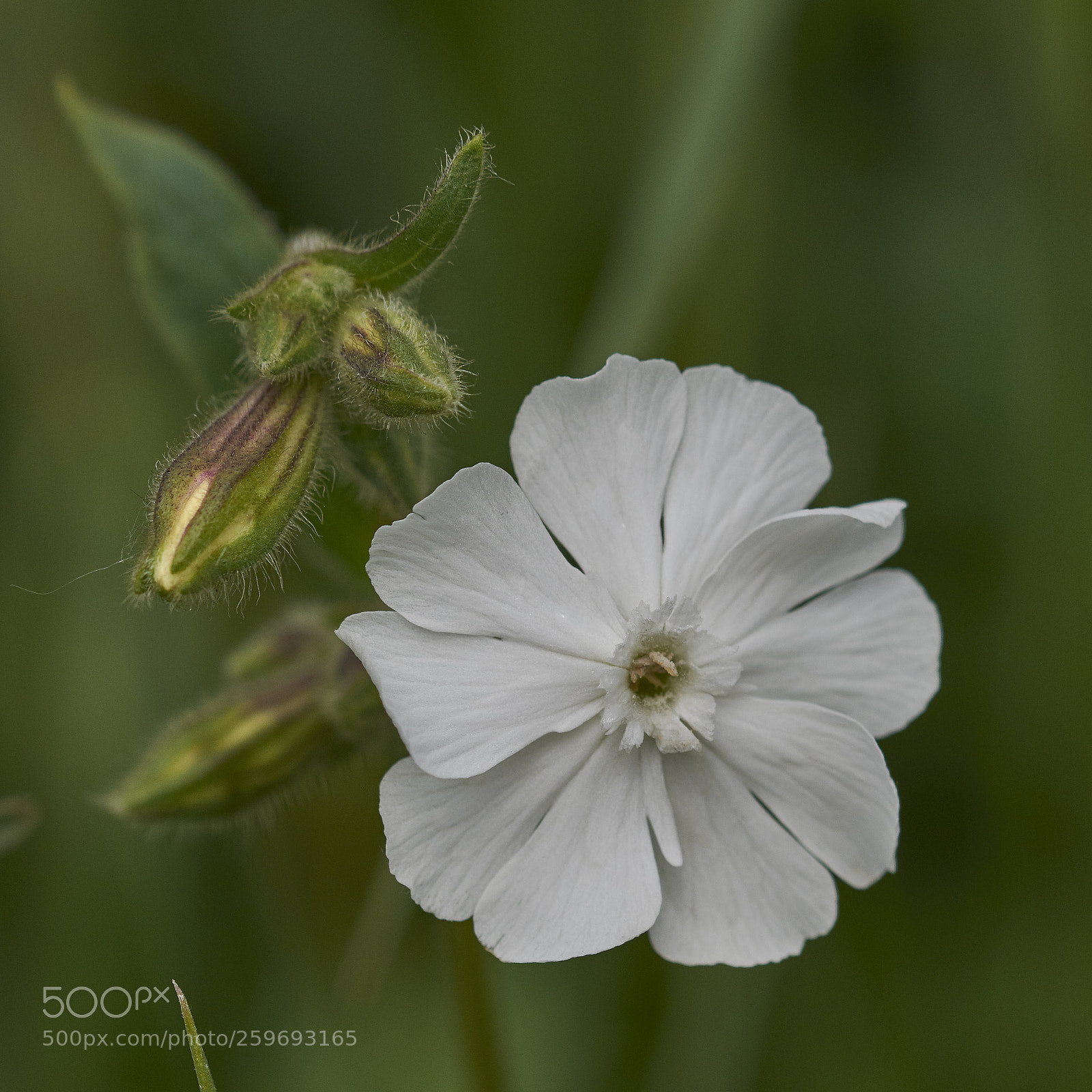 Nikon D7200 sample photo. White campion photography