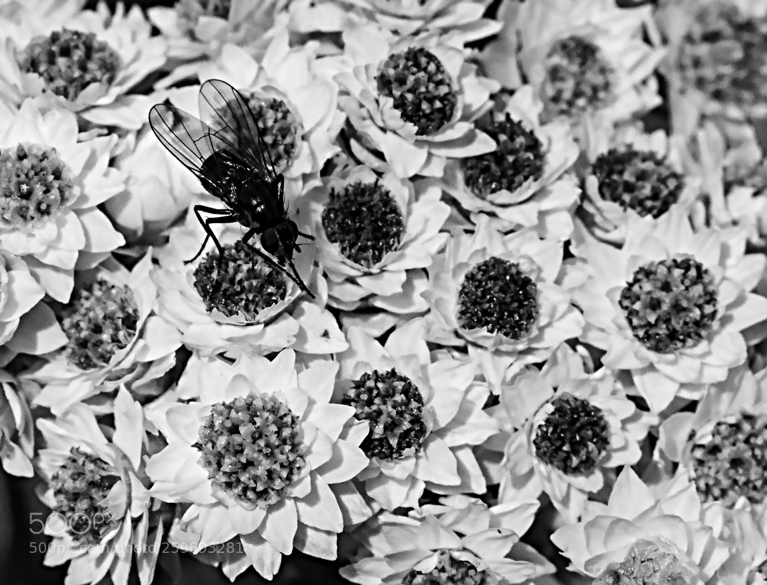 Canon EOS 6D sample photo. Fly and necter! photography