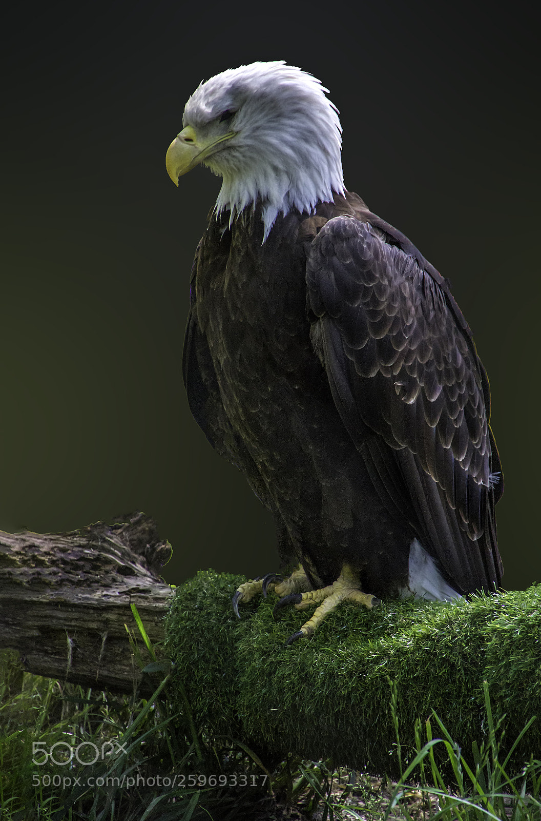 Canon EOS 7D sample photo. Bald eagle photography
