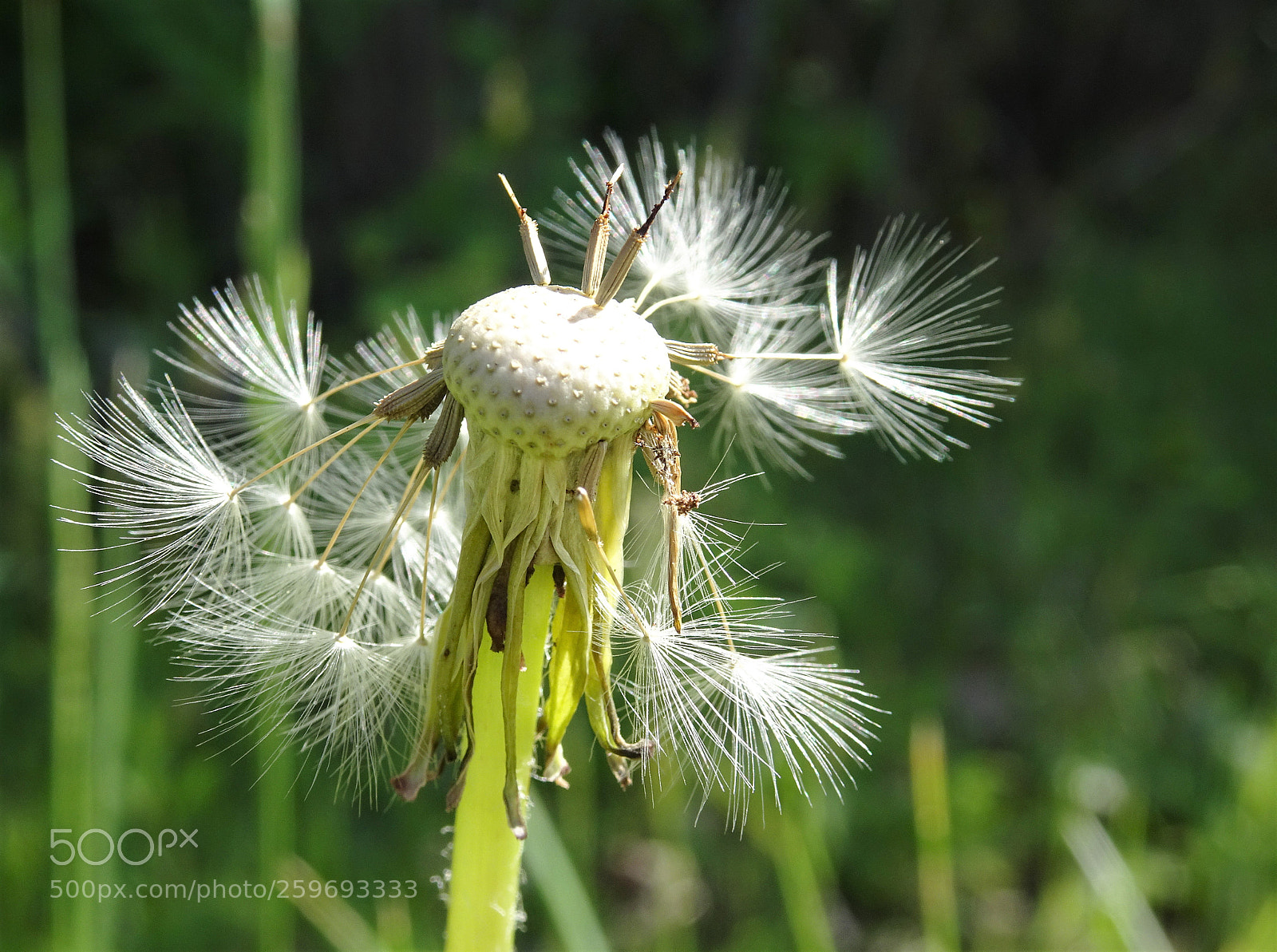 Sony Cyber-shot DSC-HX90V sample photo. Make a wish ! photography