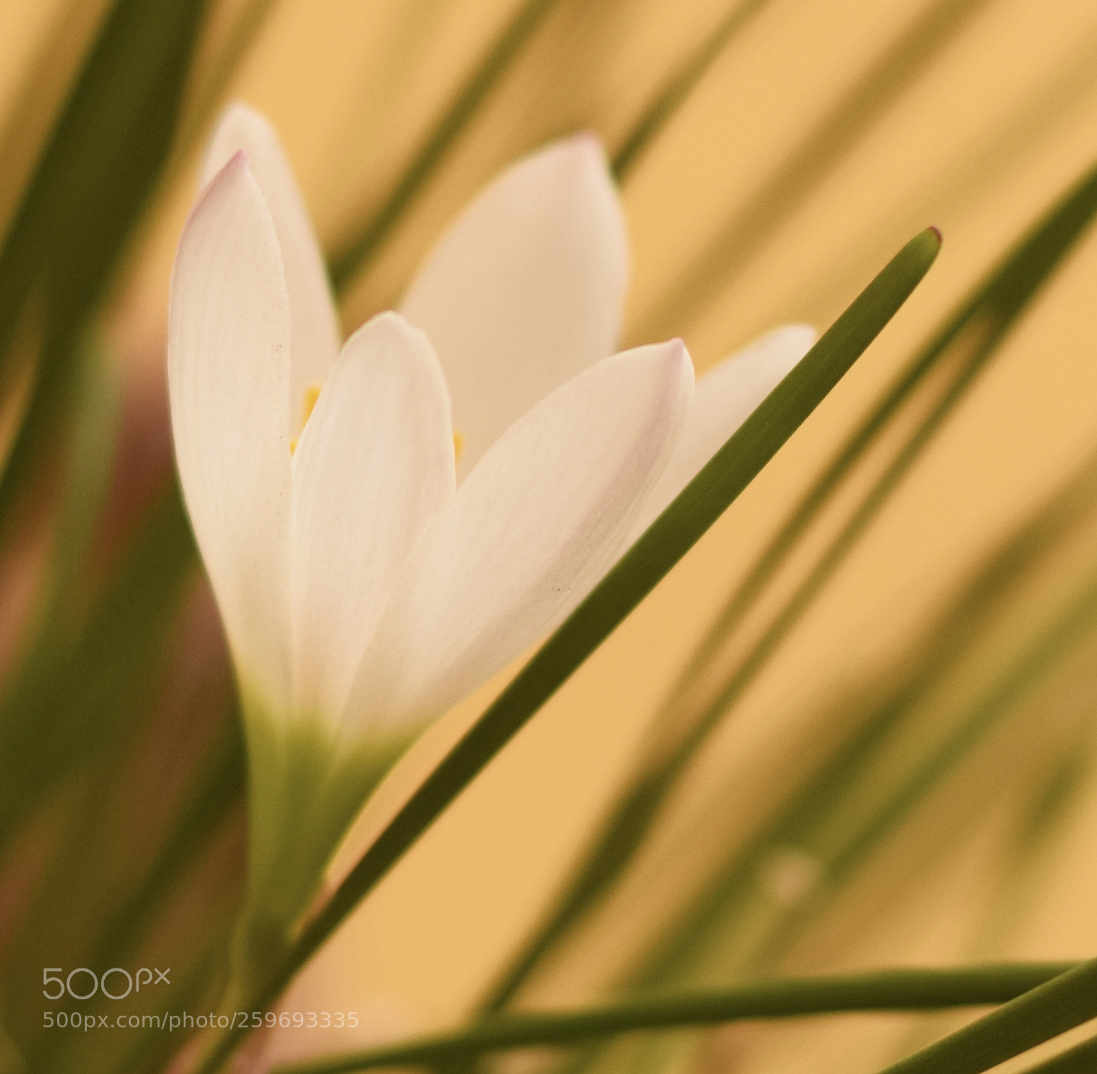 Nikon D5300 sample photo. Lillies in summer photography