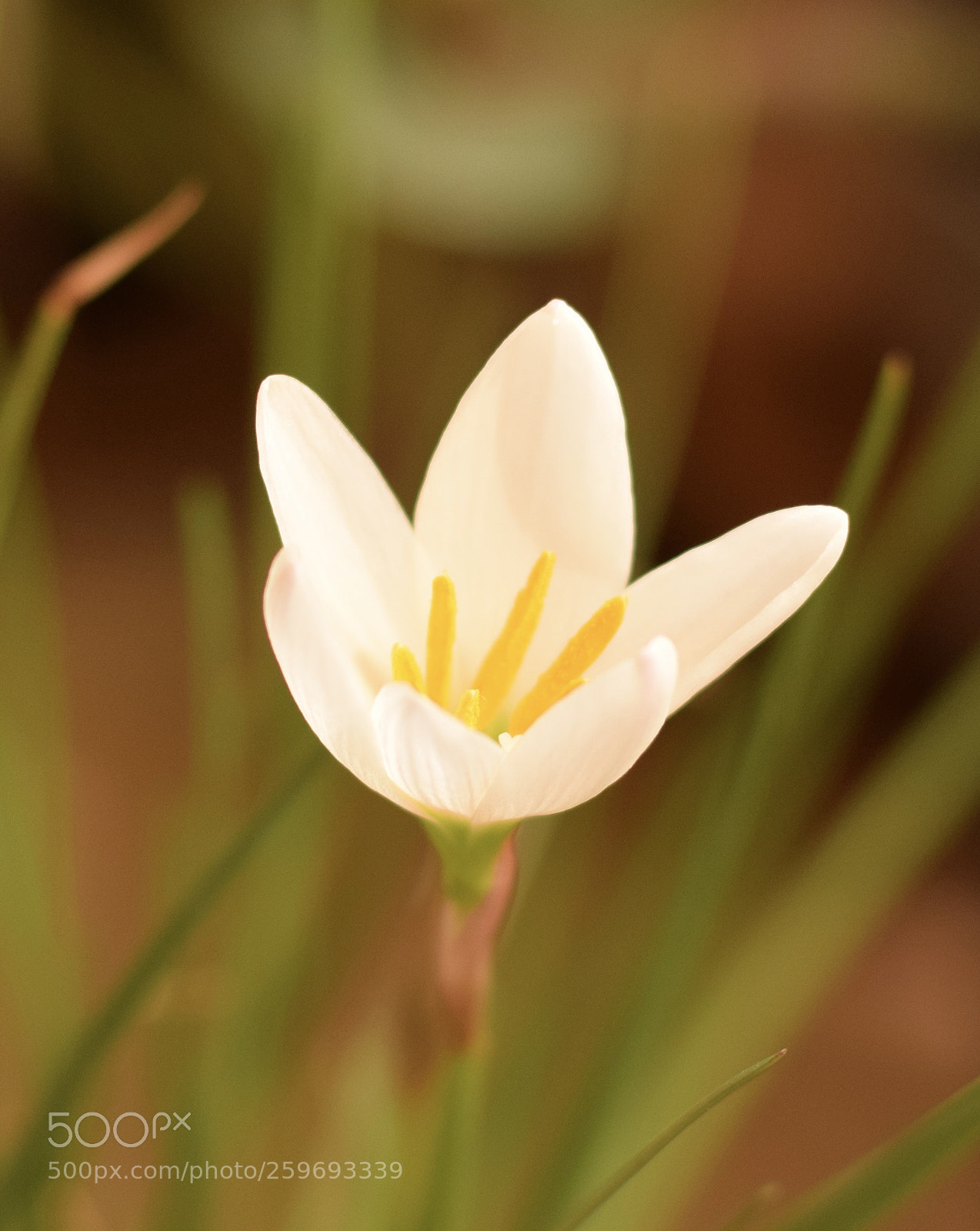 Nikon D5300 sample photo. Lillies in summer photography