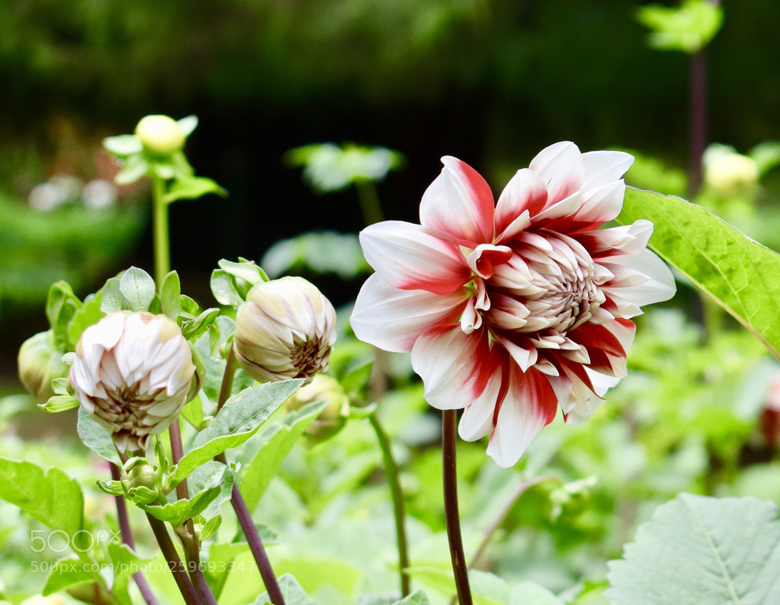 Nikon D5300 sample photo. Look like a candy ? photography
