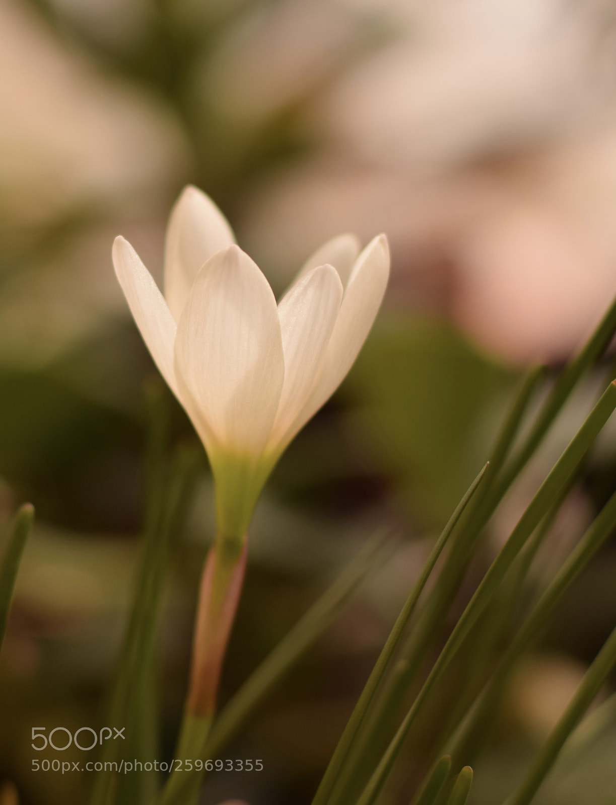 Nikon D5300 sample photo. Lillies in summer photography
