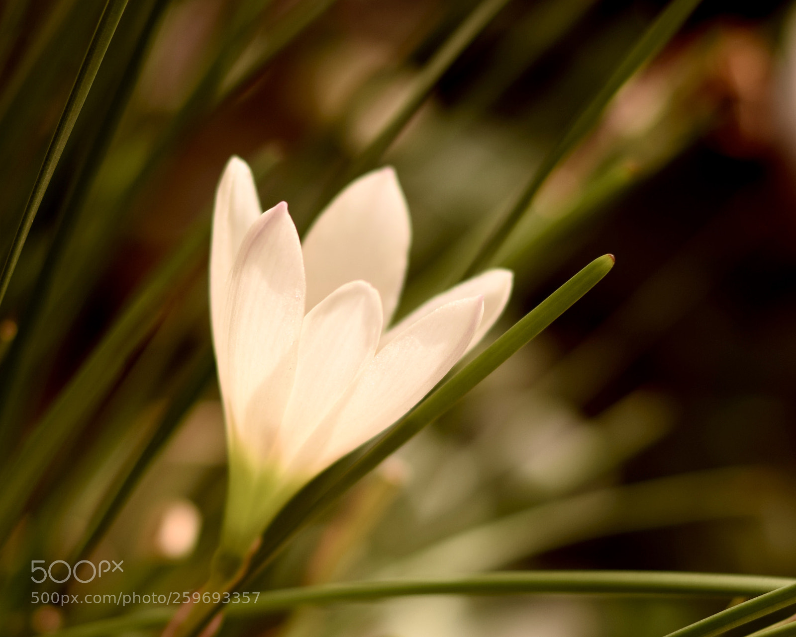 Nikon D5300 sample photo. Lillies in summer photography