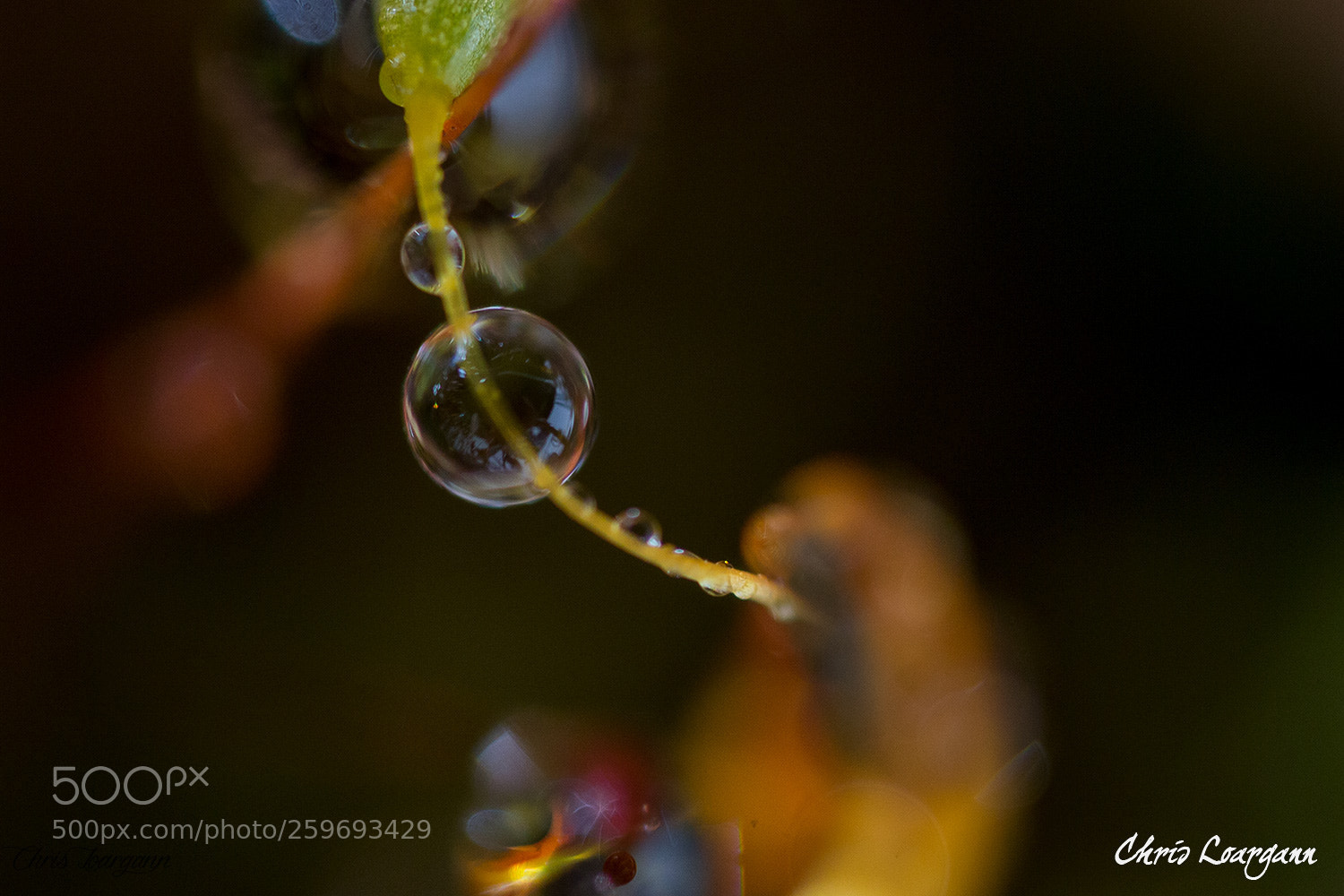 Canon EOS-1D X sample photo. "drops of jupiter" train photography