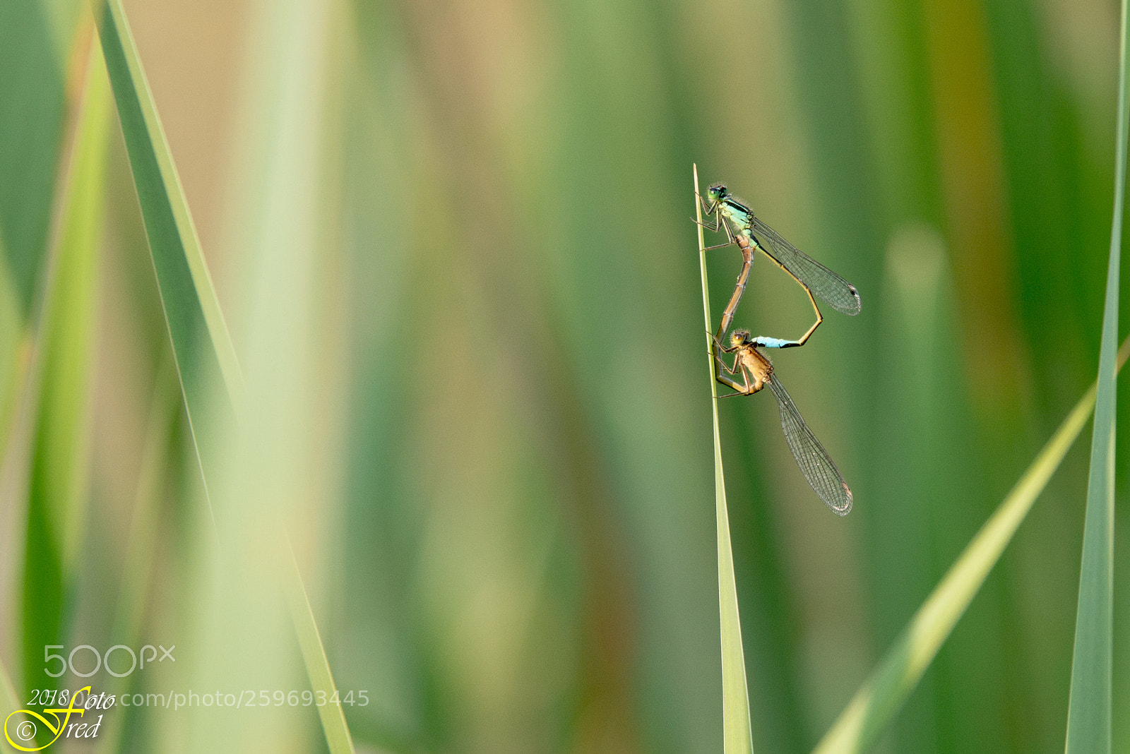 Nikon D800 sample photo. Damselfly photography