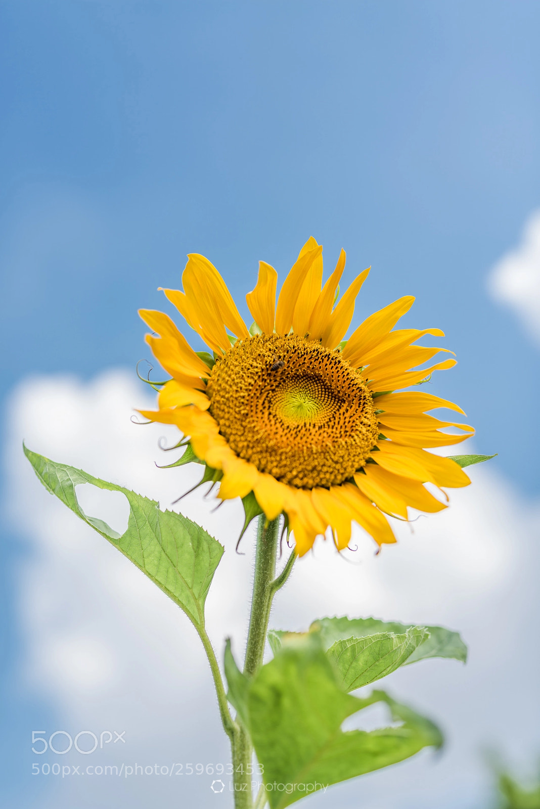 Nikon D810 sample photo. Sunflower at summer photography