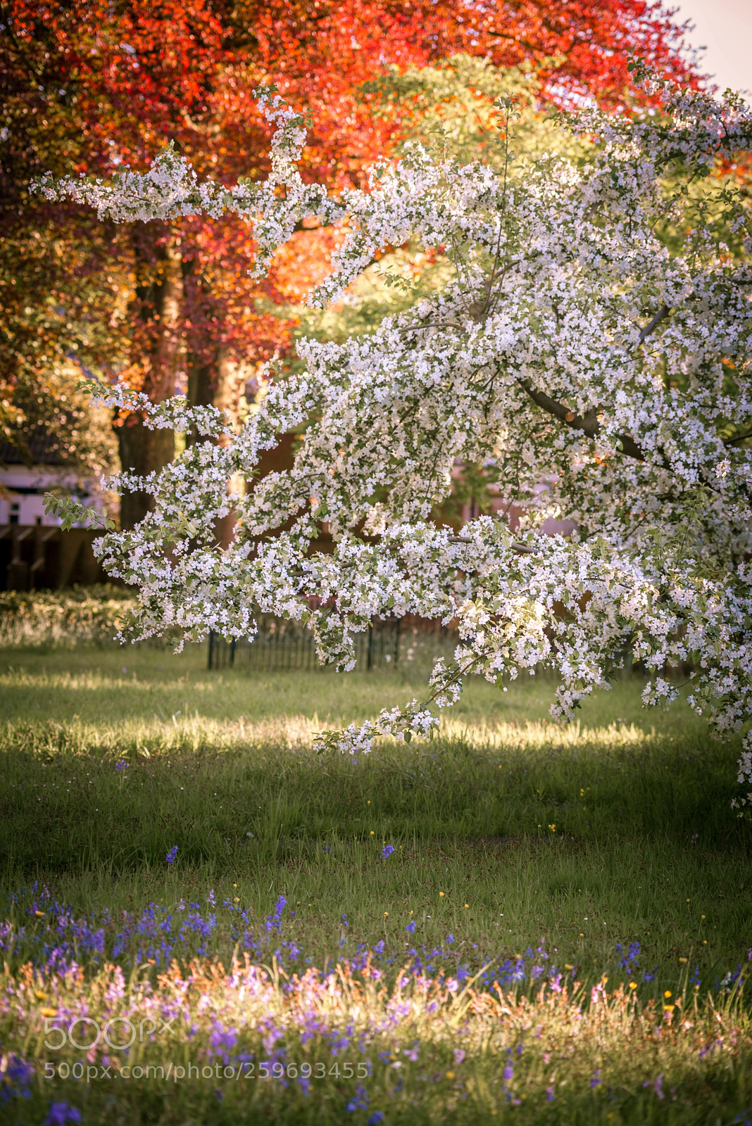 Nikon D610 sample photo. Beautiful blossom on monumentary photography