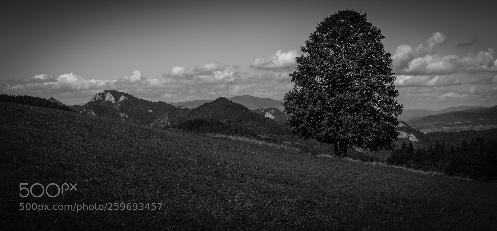 Pentax K-50 sample photo. Lonely linden tree. photography