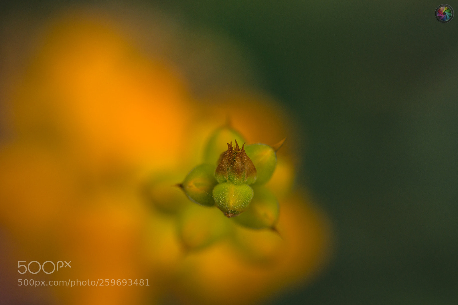 Sony SLT-A99V sample photo. Botanischen gartens st.gallen photography