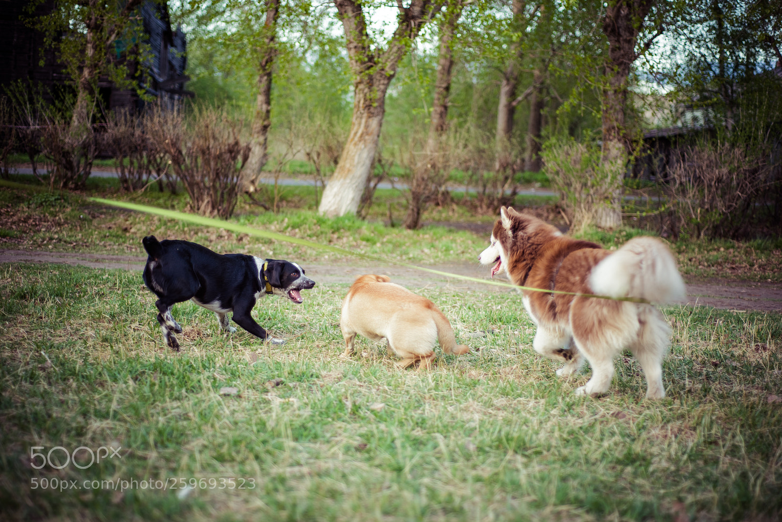 Nikon D610 sample photo. **** photography