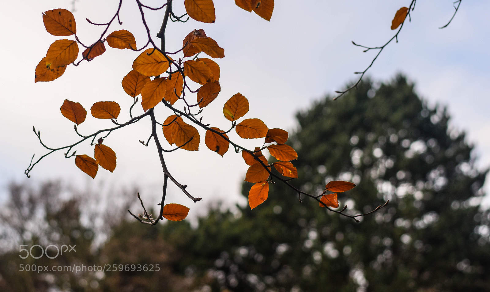Nikon D5300 sample photo. Branched beauty photography