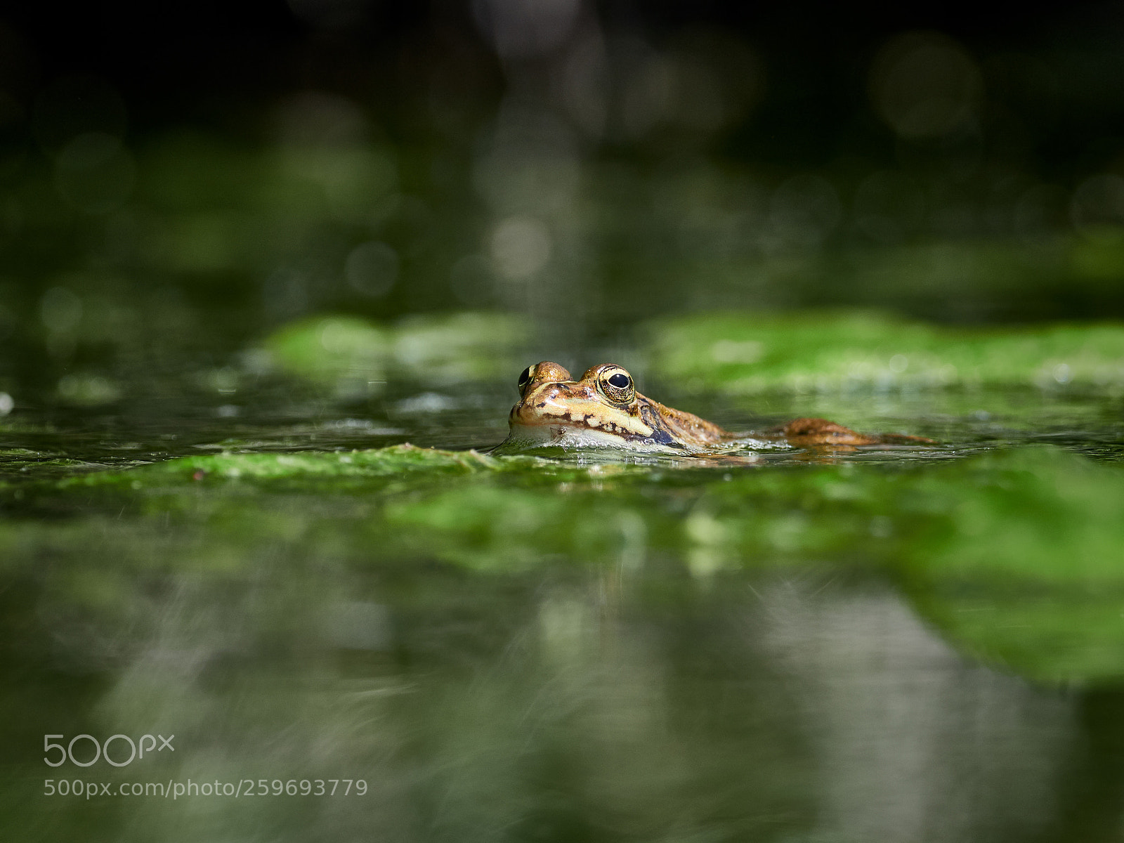 Olympus OM-D E-M1 Mark II sample photo. Frog photography