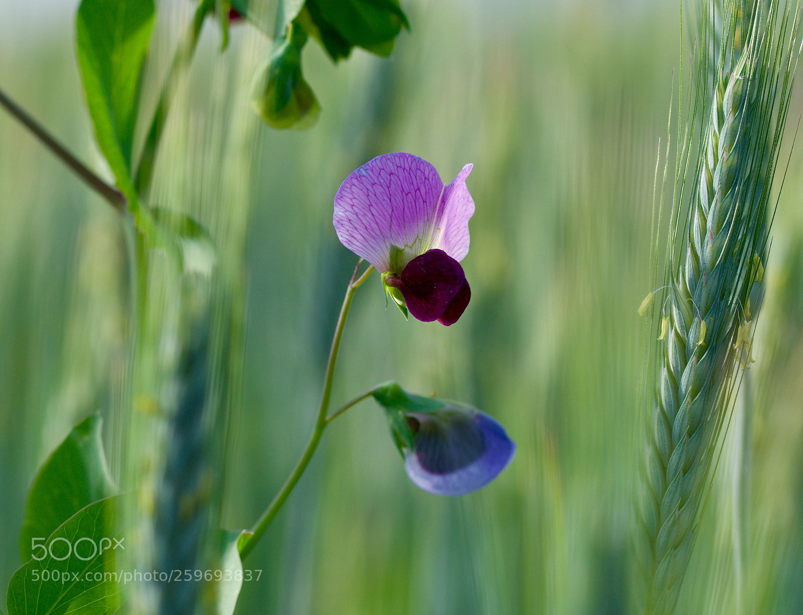 Nikon D500 sample photo. Untitled photography
