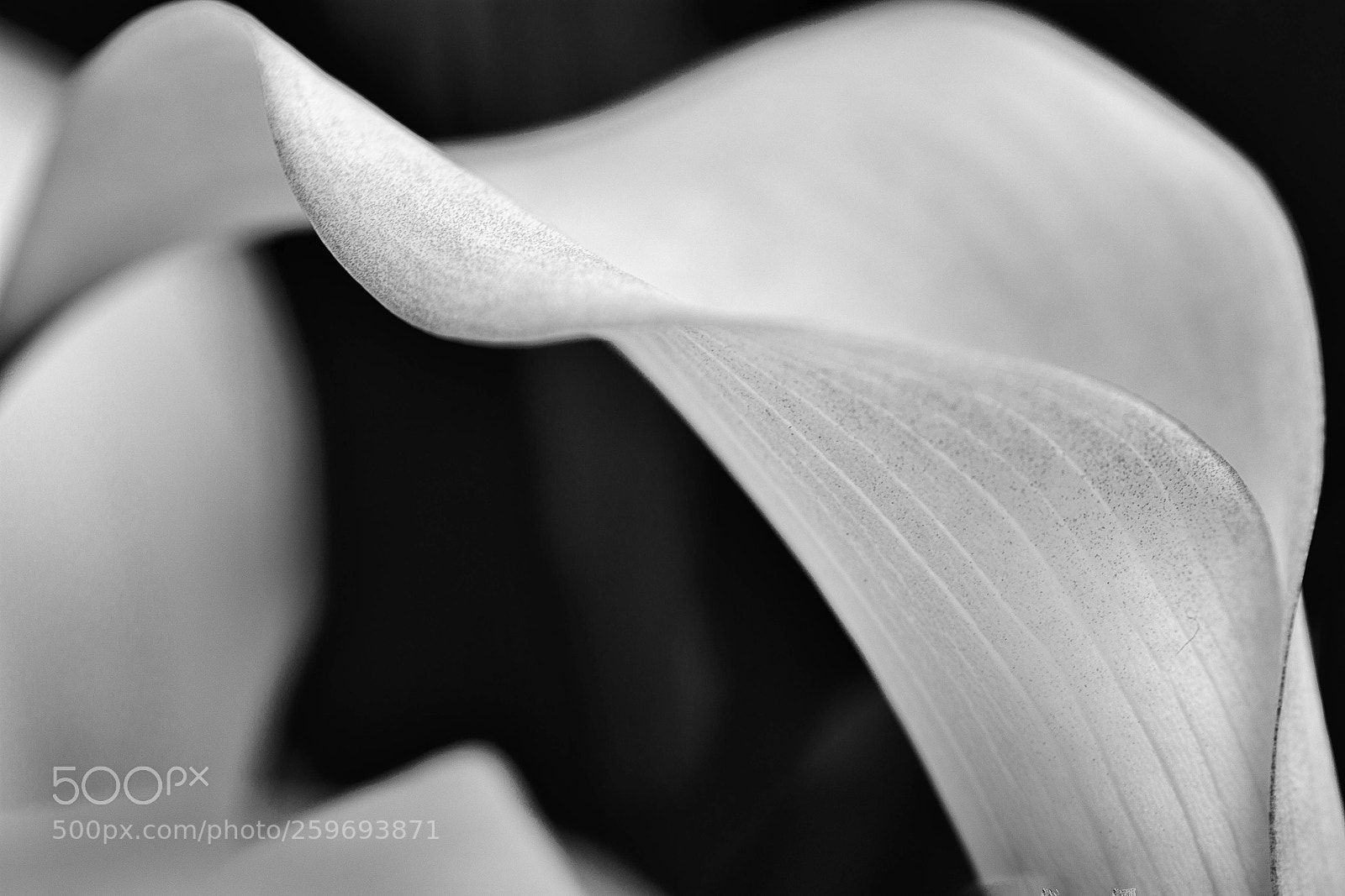 Nikon D7200 sample photo. Curves photography