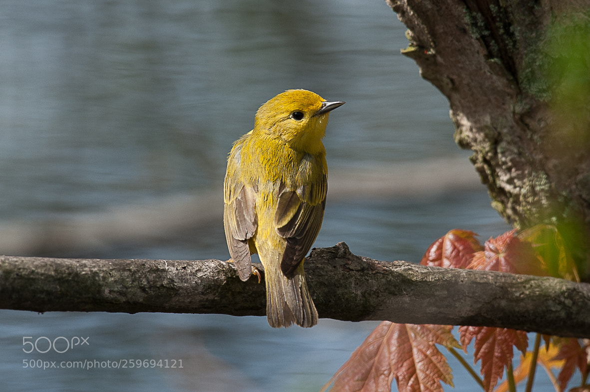 Nikon D700 sample photo. Yellow warbler photography