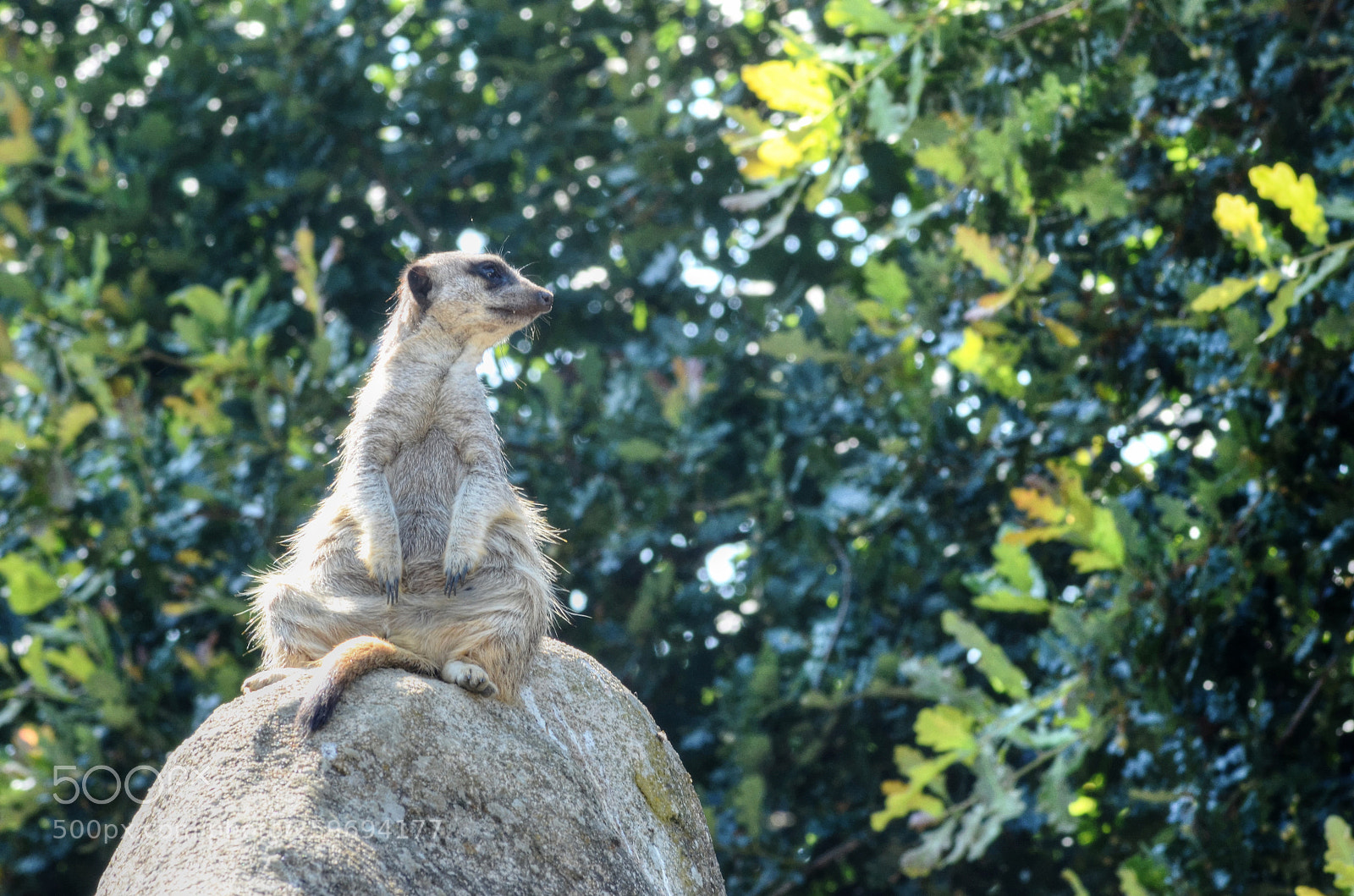 Nikon D7000 sample photo. Distracted photography