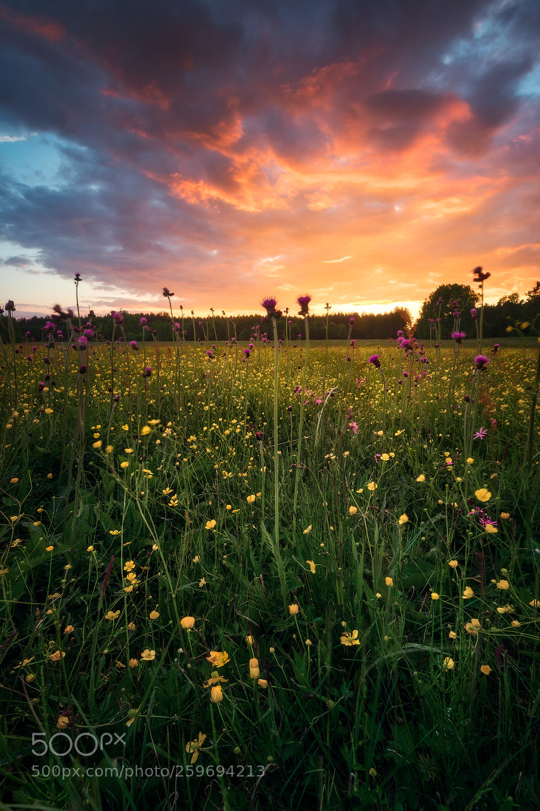 Canon EOS 5D Mark IV sample photo. Spring meadow mix... photography