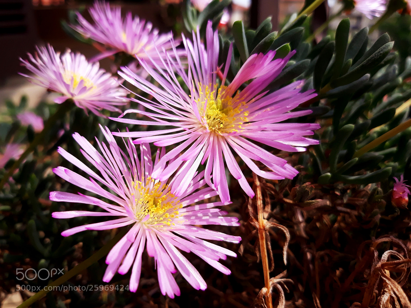 Samsung Galaxy J5 sample photo. Blooming photography