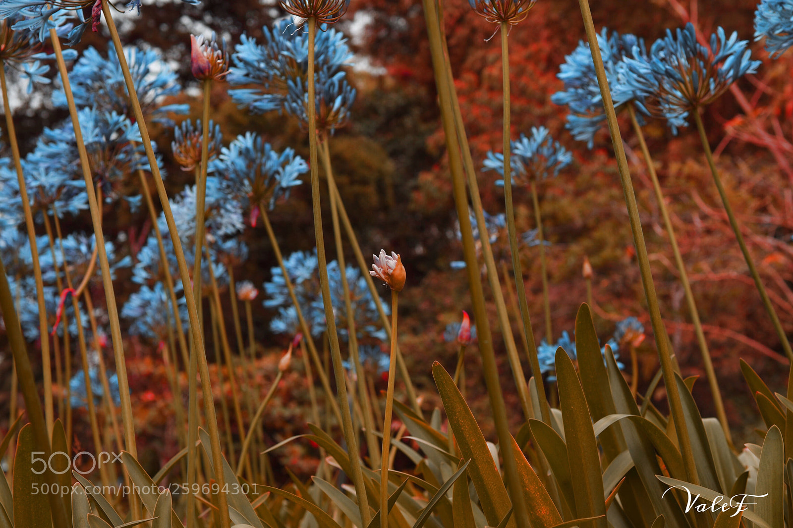 Nikon D5500 sample photo. Untitled photography
