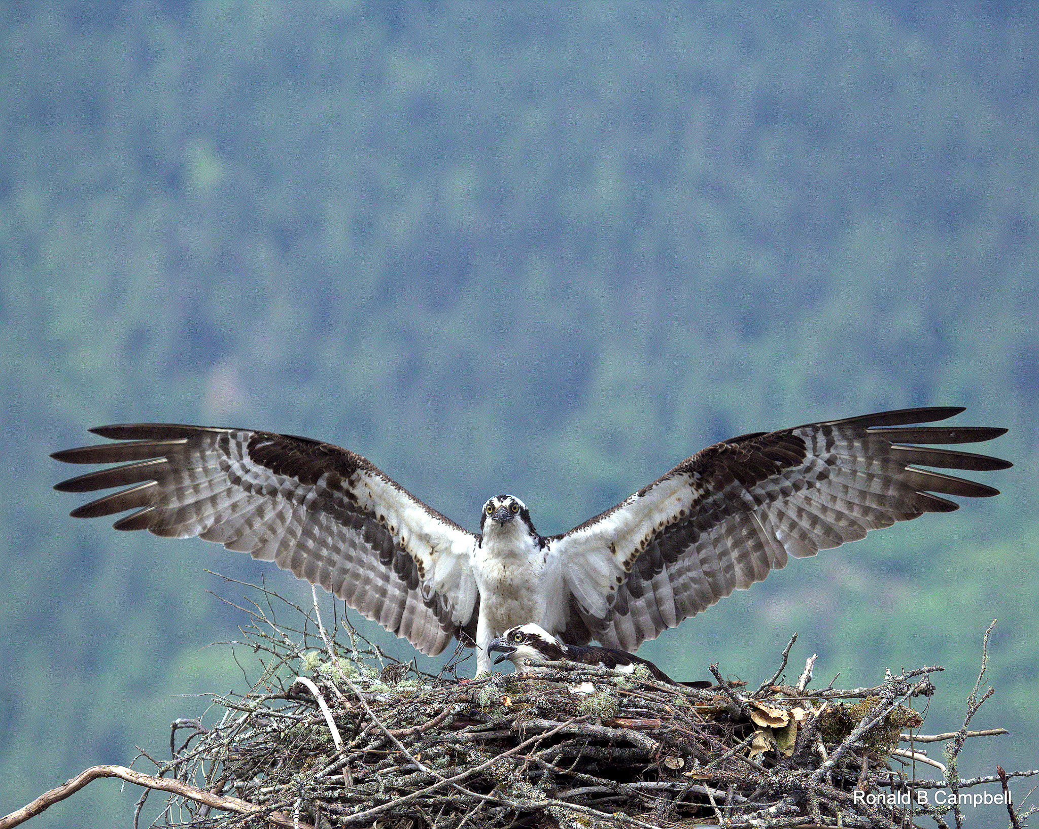 Canon EF 100-400mm F4.5-5.6L IS USM sample photo. Osprey # 3 photography