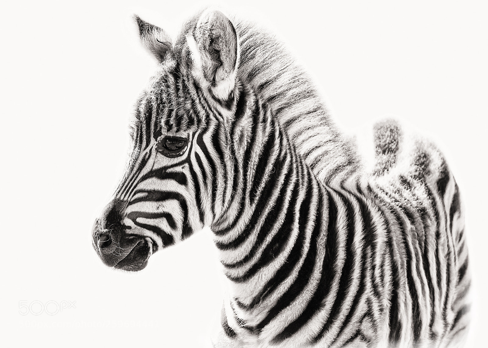 Nikon D750 sample photo. Baby zebra photography