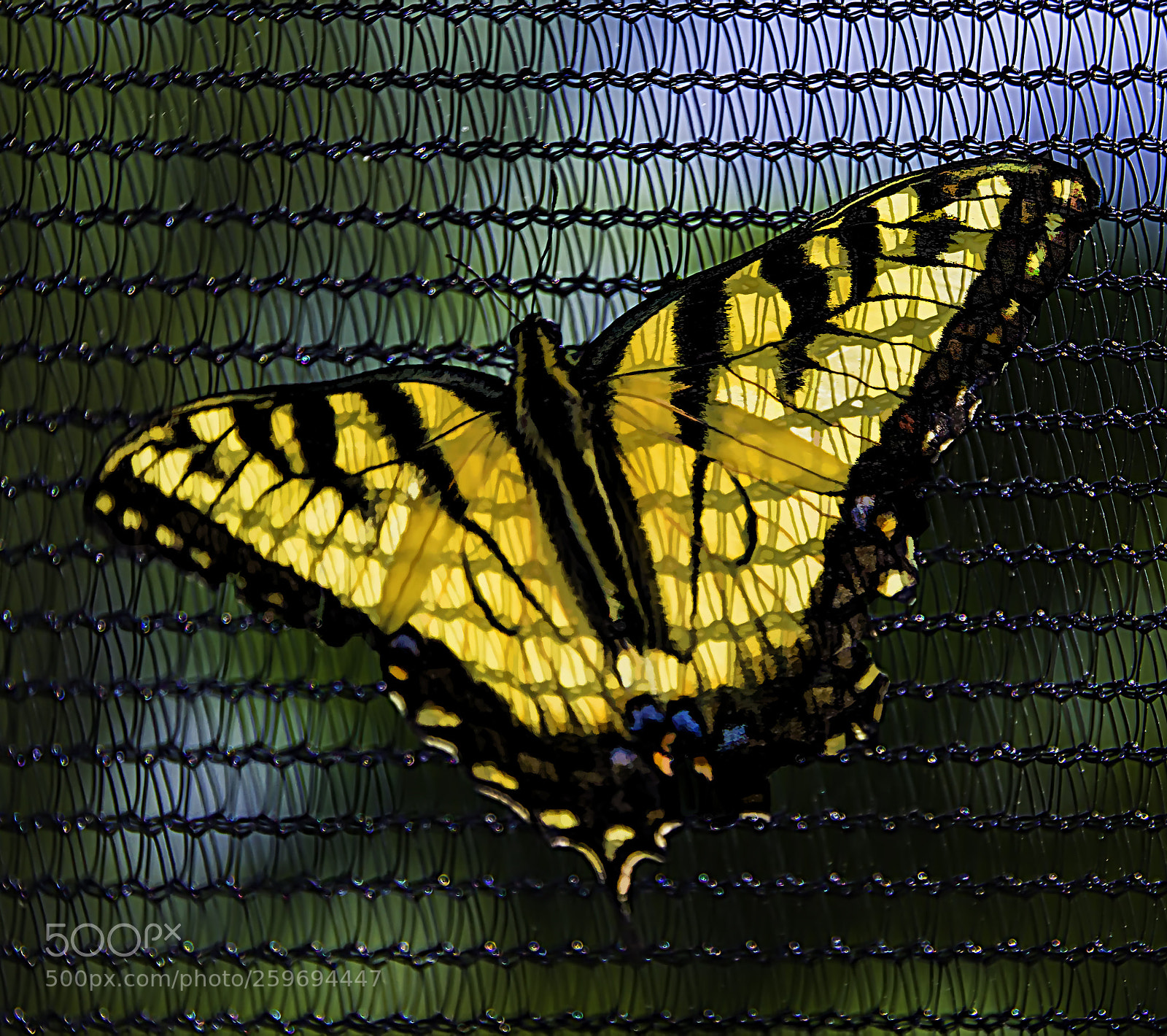 Canon EOS 7D sample photo. Monarch on the net photography
