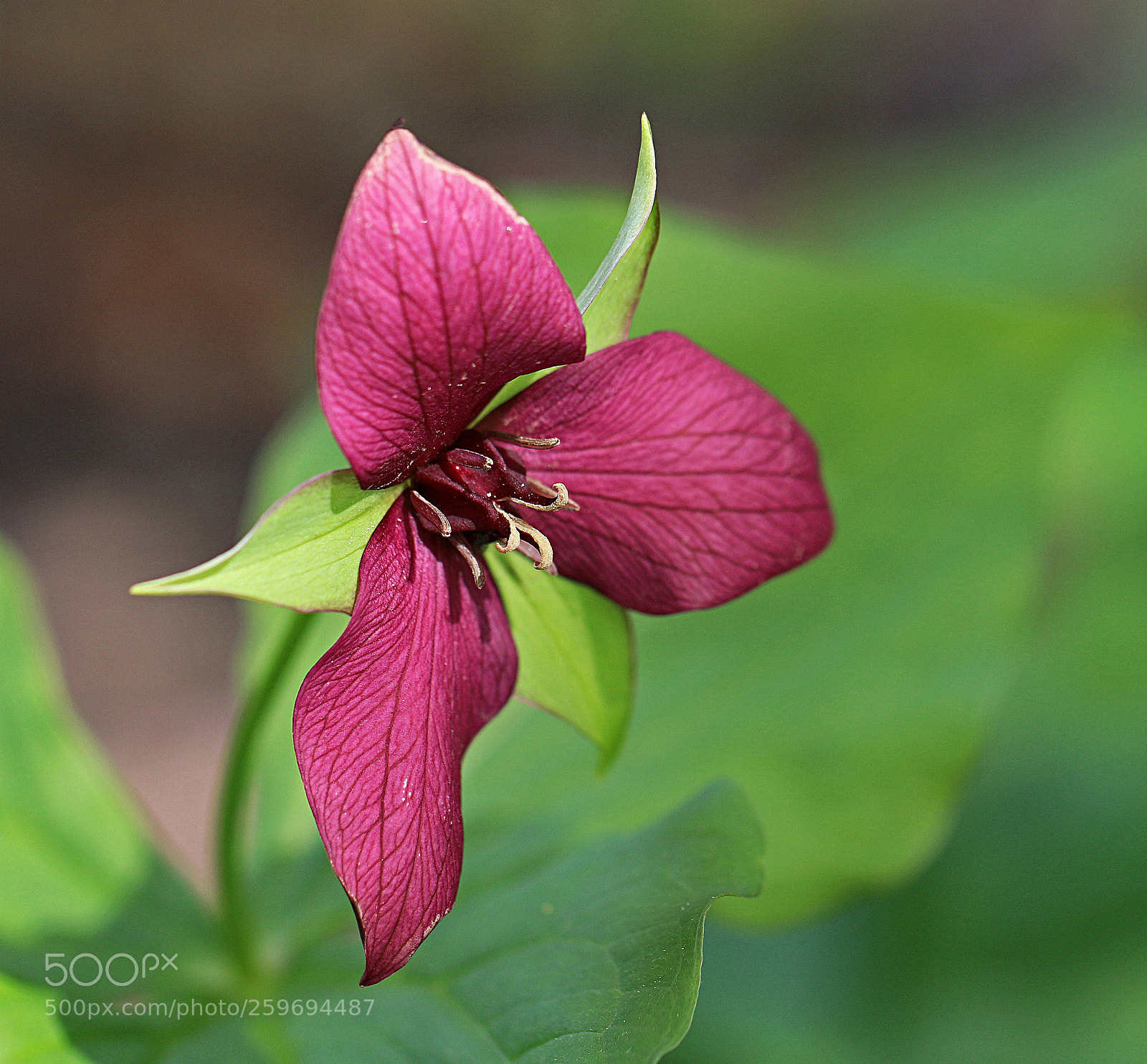 Canon EOS 70D sample photo. Red trillium photography
