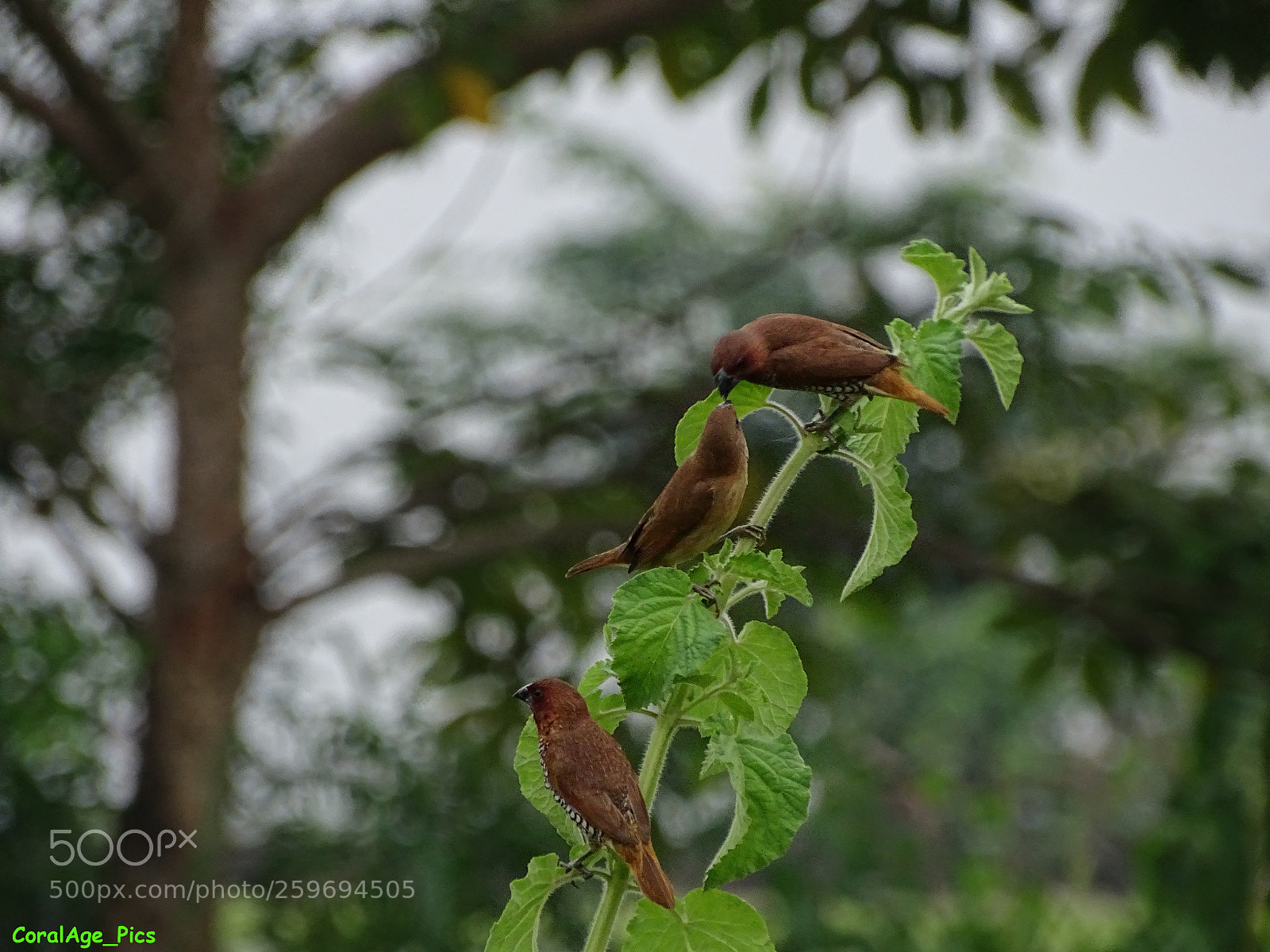 Sony Cyber-shot DSC-HX400V sample photo. Love birds photography