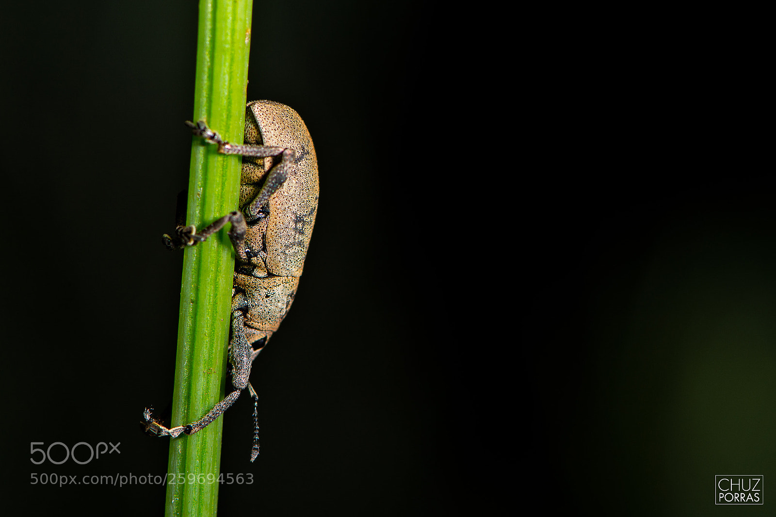 Nikon D7100 sample photo. New insect in town photography
