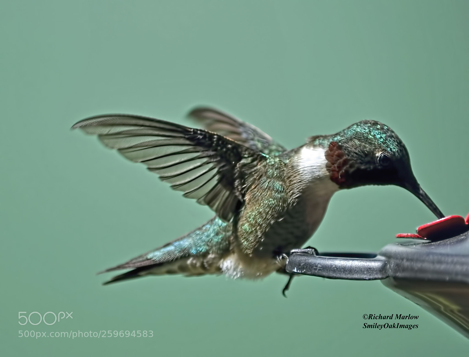 Nikon D5000 sample photo. Hummingbird photography