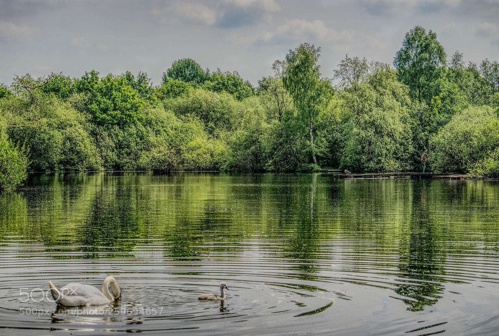 Nikon D5100 sample photo. Swans at brandon photography