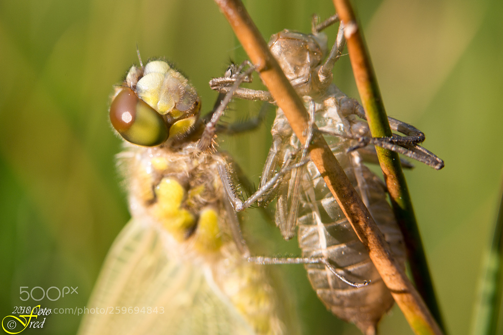 Nikon D800 sample photo. Almost alien photography