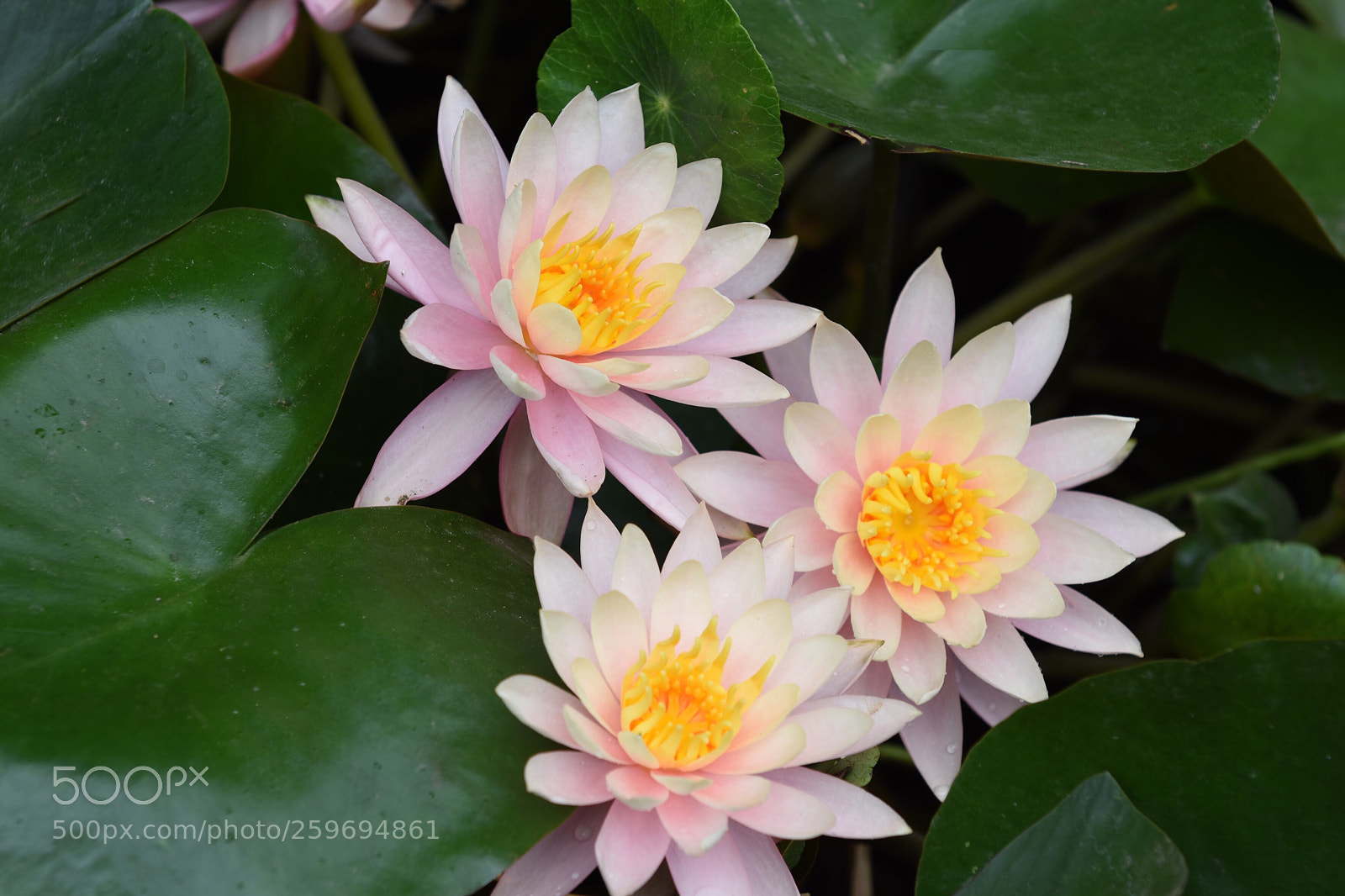 Nikon D5500 sample photo. Untitled photography