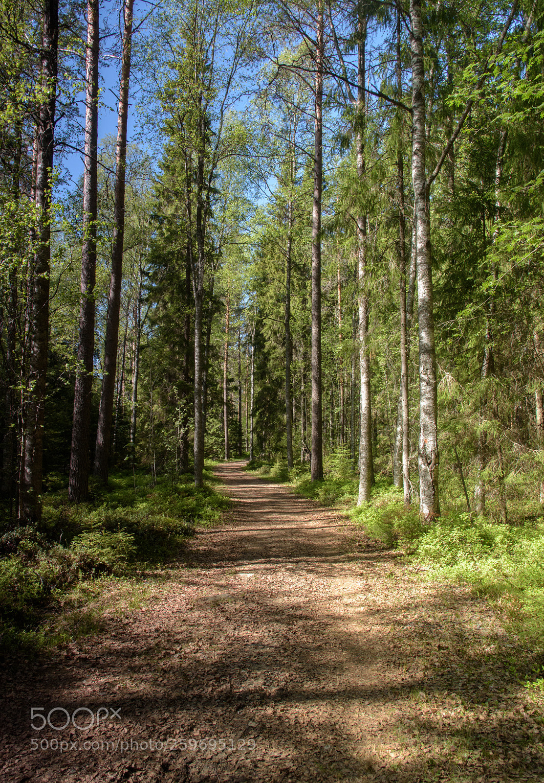Nikon D750 sample photo. Spring forest has less photography