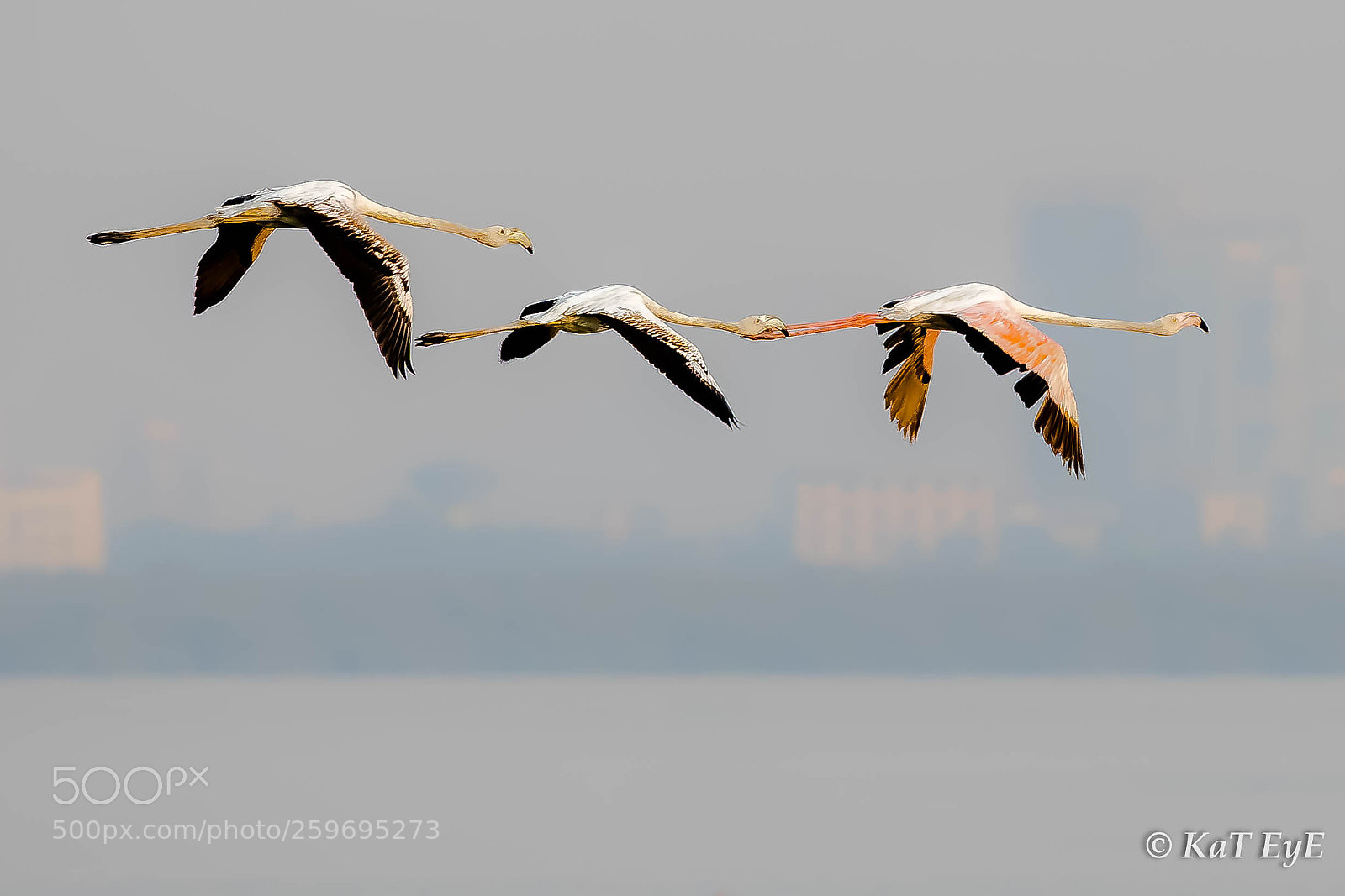 Canon EOS 5D Mark IV sample photo. Flamingos photography