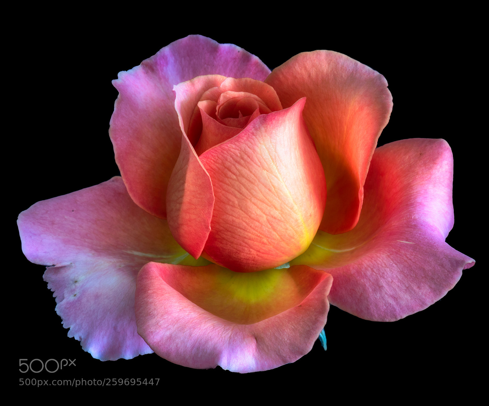 Nikon D810 sample photo. Rose colors photography